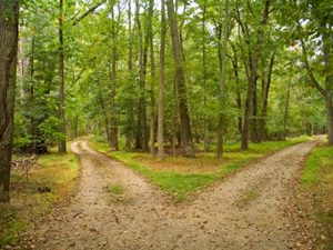 road-not-taken